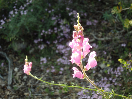 Flowers.